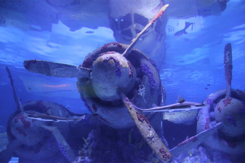 202847antalya-aquarium-