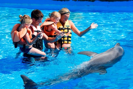 dolphin swim
