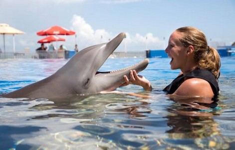 avsallar dolphin show