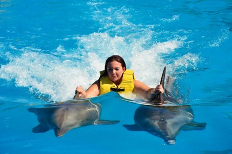 dolphin-swim-1