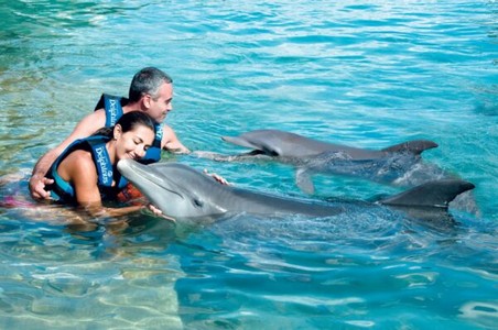 dolphin touch