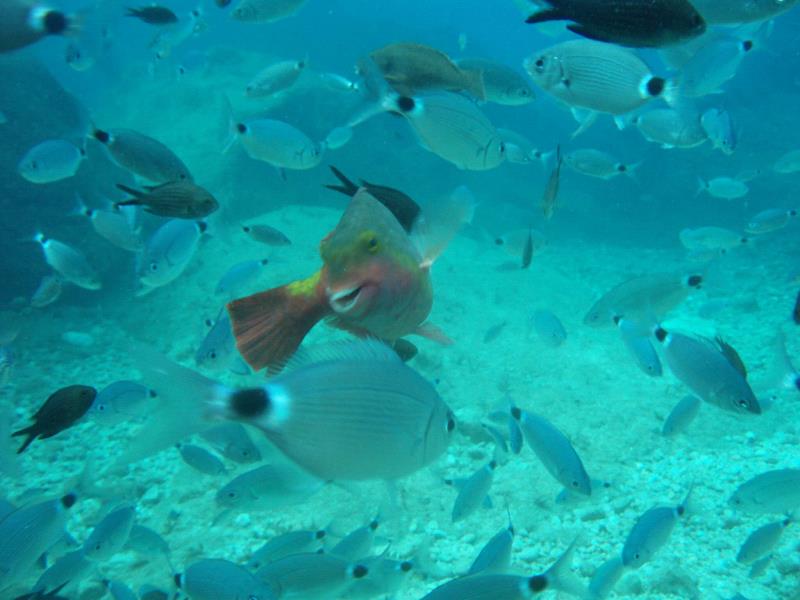 scuba diving in okurcalar
