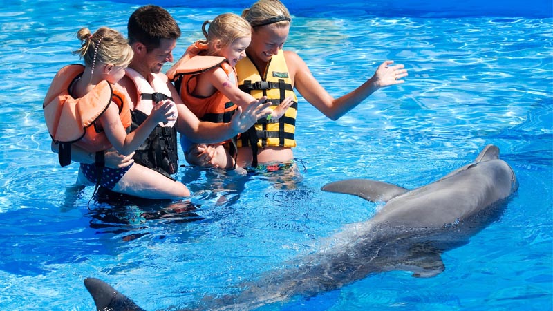 swimming with dolphins in okurcalar