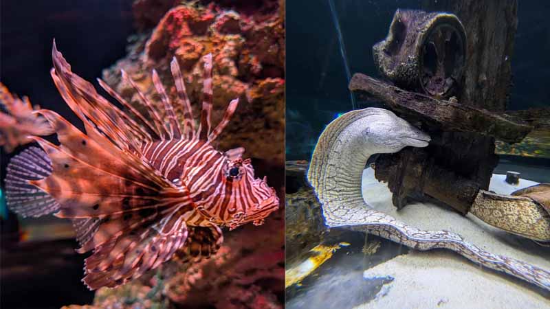 alanya aquarium tour