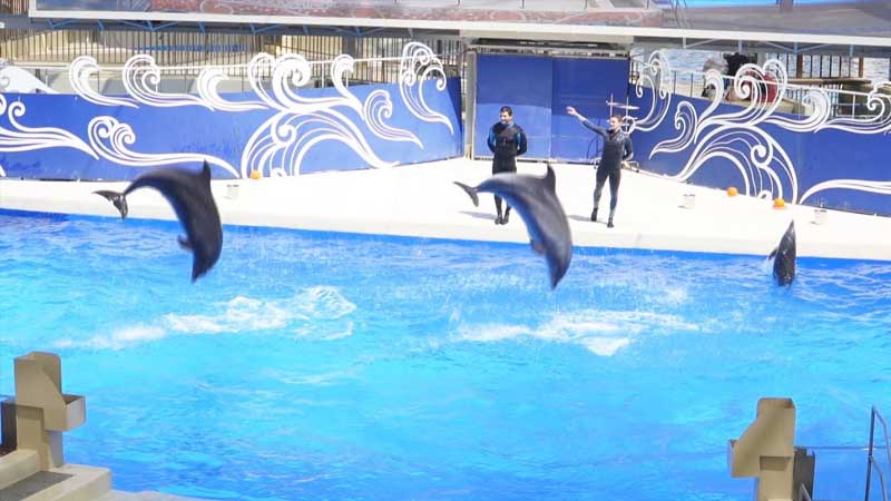 alanya dolphin show land of legends