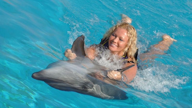 alanya dolphin swimming