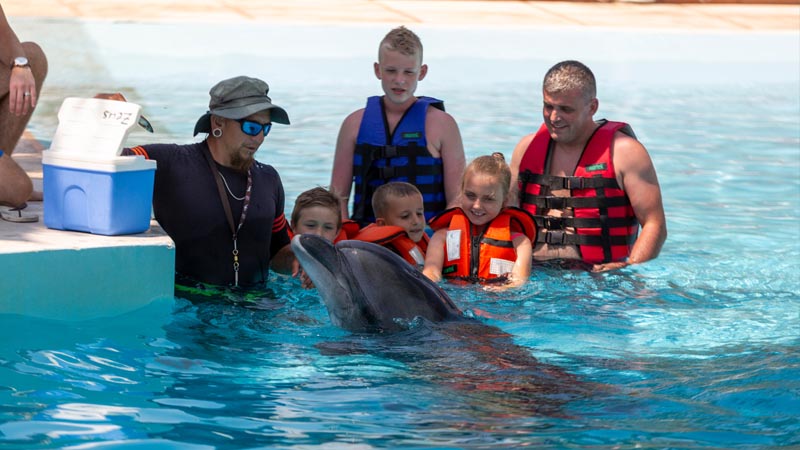 swimming dolphin with kids