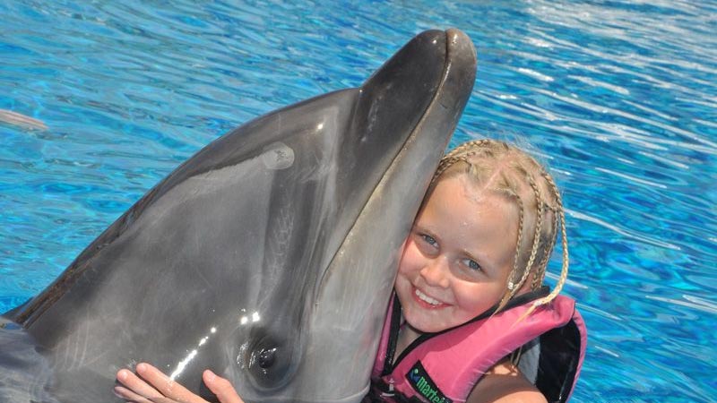 swimming with dolphins prices alanya