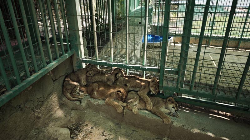 baby lions, lion cubs