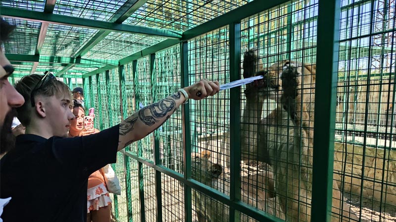 lion feeding alanya