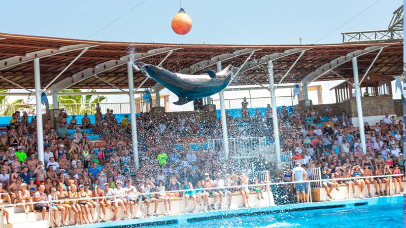 side dolphin show ticket