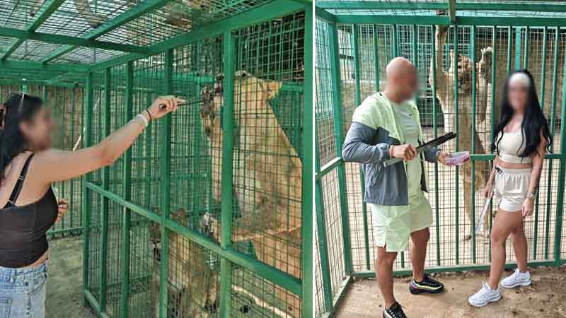 lion feeding