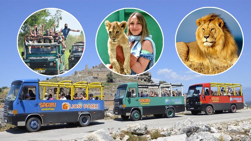 lion safari, lion park