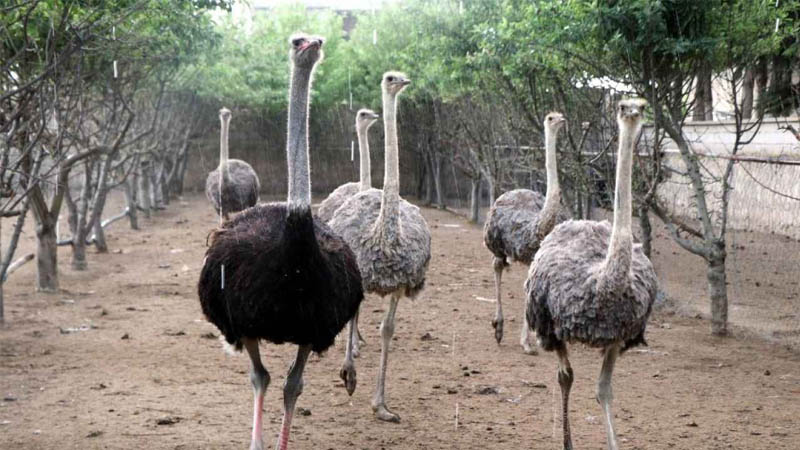 ostrich