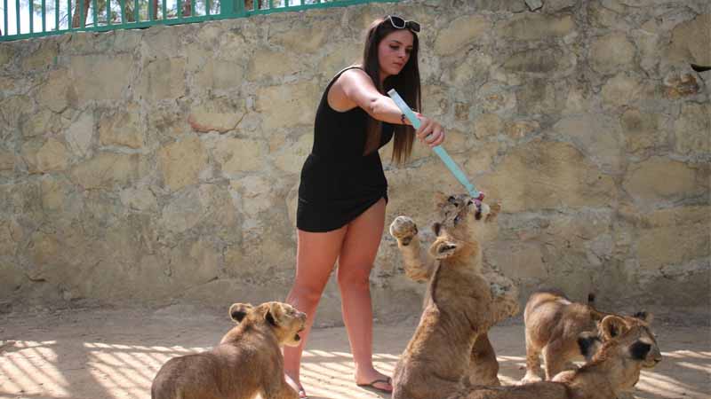 lion feeding activity safari